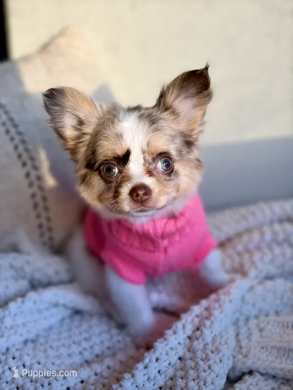 Blair  – Chihuahua puppy for sale in Beaumont, TX