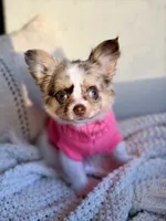 Blair , a female Chihuahua for sale in Beaumont, TX – 1 of 7