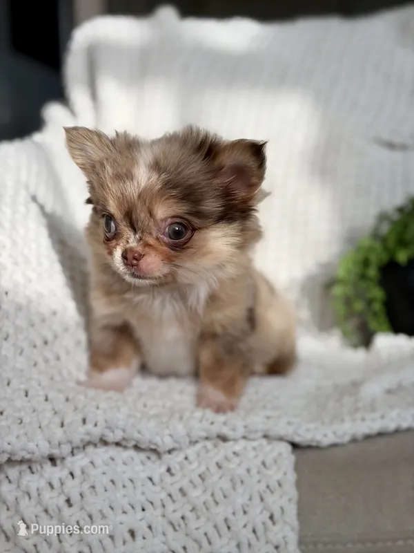 Bliss - Tiny Merle  – Chihuahua puppy for sale in Beaumont, TX