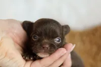 Ziggy , a male Chihuahua for sale in Beaumont, TX – Photo 4 of 6