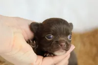 Ziggy , a male Chihuahua for sale in Beaumont, TX – Photo 1 of 6