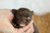 Ziggy , a male Chihuahua for sale in Beaumont, TX – Photo 3 of 6