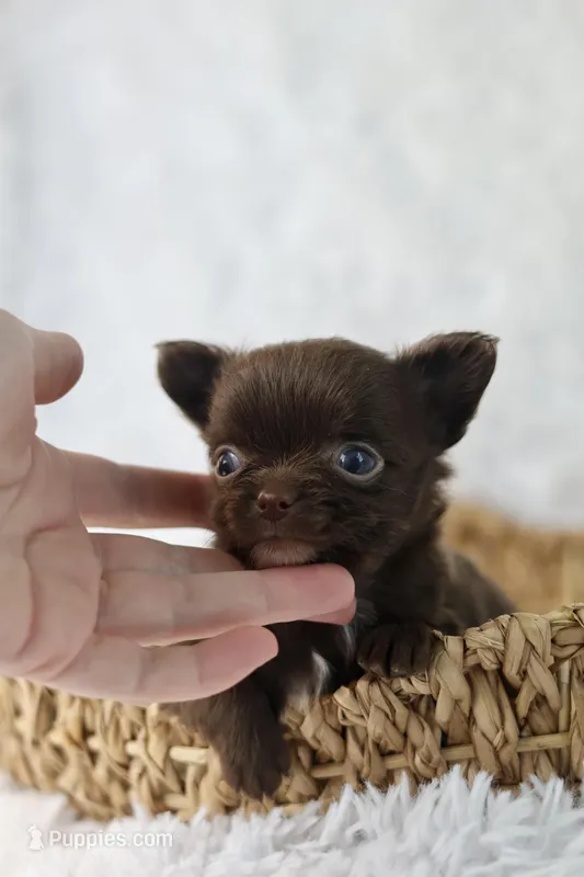 Ziggy  – Chihuahua puppy for sale in Beaumont, TX