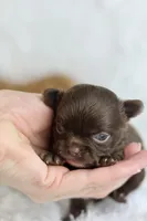 Ziggy , a male Chihuahua for sale in Beaumont, TX – Photo 2 of 6