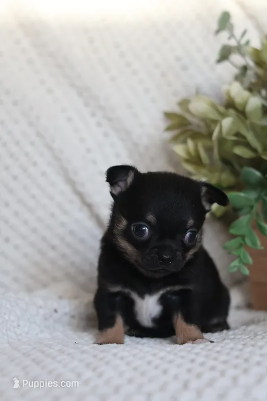 Groot – Chihuahua puppy for sale in Beaumont, TX