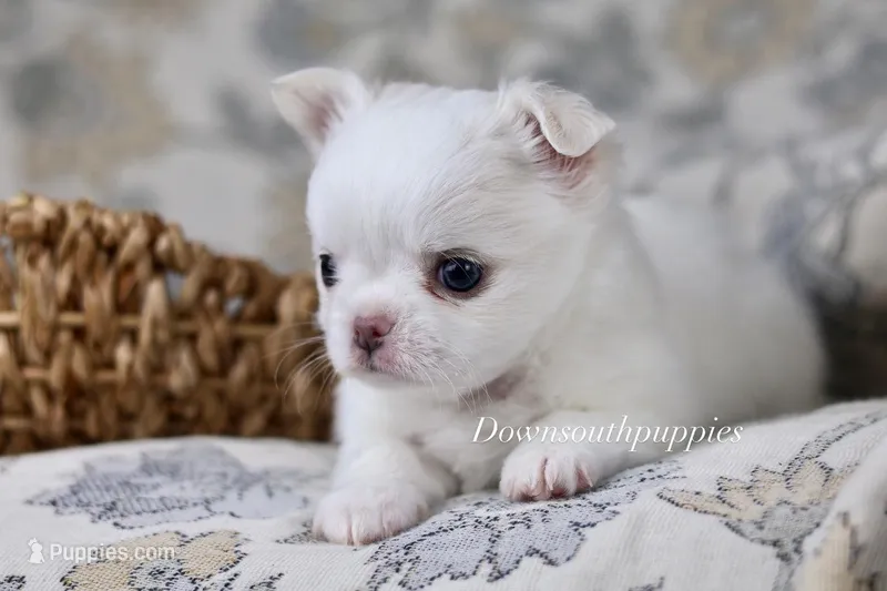 Marshmallow  – Chihuahua puppy for sale in Fannett, TX