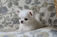 Marshmallow , a male Chihuahua for sale in Beaumont, TX – Photo 4 of 9