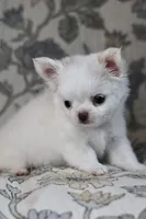 Marshmallow , a male Chihuahua for sale in Beaumont, TX – Photo 7 of 9