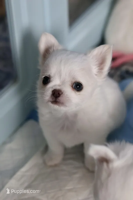 Marshmallow  – Chihuahua puppy for sale in Beaumont, TX