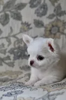 Marshmallow , a male Chihuahua for sale in Beaumont, TX – Photo 3 of 9