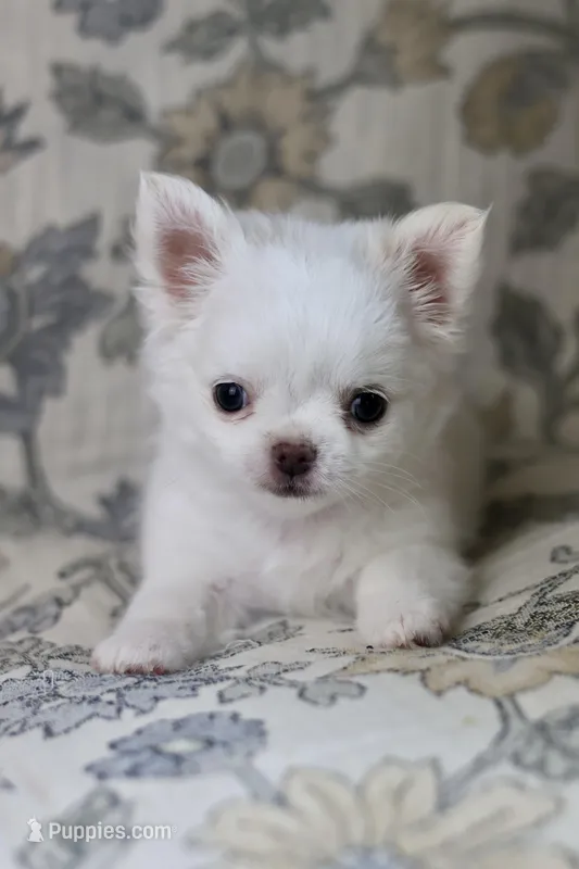 Marshmallow  – Chihuahua puppy for sale in Beaumont, TX