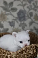 Marshmallow , a male Chihuahua for sale in Fannett, TX – Photo 3 of 3