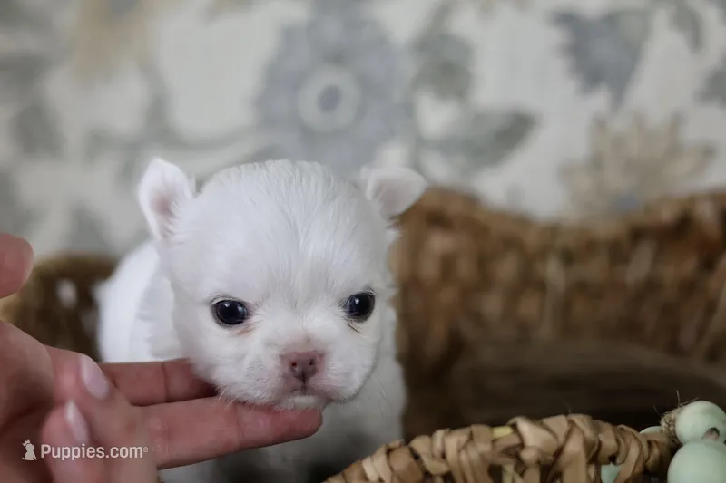 Marshmallow  – Chihuahua puppy for sale in Fannett, TX