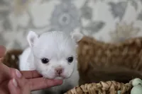 Marshmallow , a male Chihuahua for sale in Fannett, TX – Photo 1 of 3