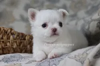 Marshmallow , a male Chihuahua for sale in Beaumont, TX – Photo 3 of 4