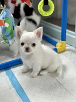 Marshmallow , a male Chihuahua for sale in Beaumont, TX – Photo 8 of 9