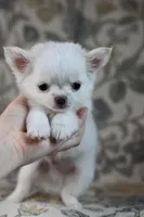 Marshmallow , a male Chihuahua for sale in Beaumont, TX – Photo 5 of 9