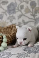 Marshmallow , a male Chihuahua for sale in Fannett, TX – Photo 2 of 3