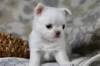 Marshmallow , a male Chihuahua for sale in Beaumont, TX – Photo 4 of 4