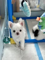 Marshmallow , a male Chihuahua for sale in Beaumont, TX – Photo 2 of 9