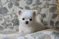 Marshmallow , a male Chihuahua for sale in Beaumont, TX – Photo 6 of 9