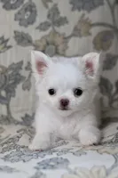 Marshmallow , a male Chihuahua for sale in Beaumont, TX – Photo 9 of 9