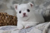 Marshmallow , a male Chihuahua for sale in Beaumont, TX – Photo 2 of 4