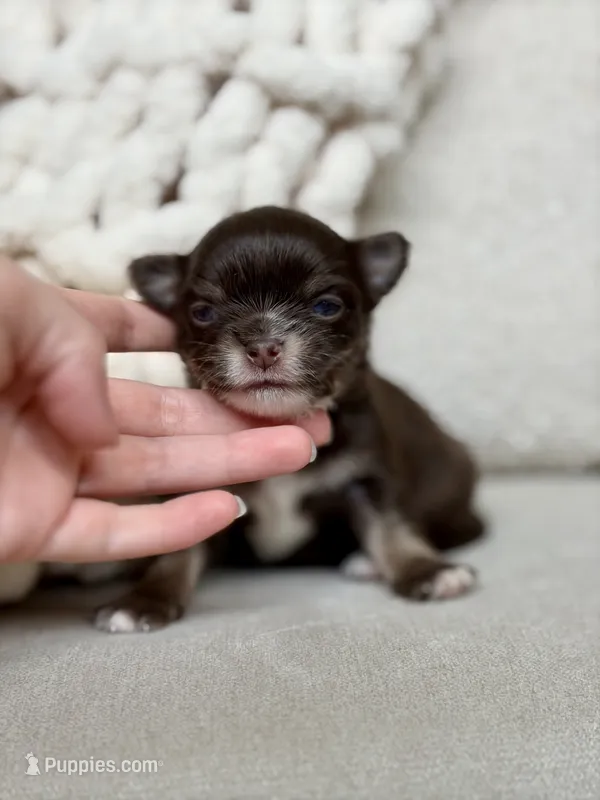 Astro – Chihuahua puppy for sale in Beaumont, TX
