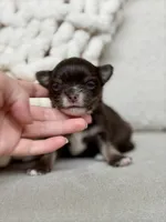 Astro, a male Chihuahua for sale in Beaumont, TX – 1 of 3