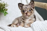 Rowdy, a male Chihuahua for sale in Beaumont, TX – 10 of 10