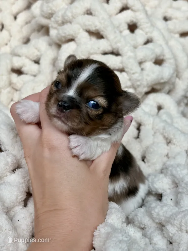 Milo – Chihuahua puppy for sale in Beaumont, TX