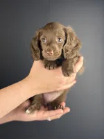 Shasta, a female Miniature Dachshund for sale in Beaumont, TX – 3 of 3