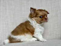 Max - blue eyes , a male Chihuahua for sale in Beaumont, TX – 5 of 7