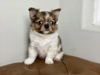 Milo, a male Chihuahua for sale in Beaumont, TX – 3 of 8