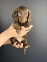 Aria , a female Miniature Dachshund for sale in Beaumont, TX – 4 of 4