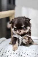 Rory, a male Chihuahua for sale in Beaumont, TX – 4 of 4