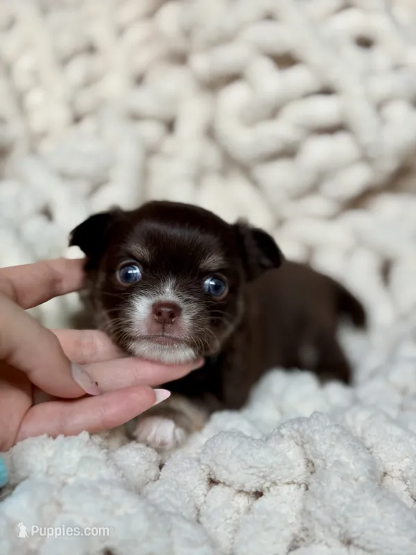 Scout – Chihuahua puppy for sale in Beaumont, TX