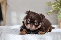 AKC Brody, a male Chihuahua for sale in Beaumont, TX – 8 of 10