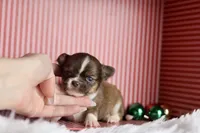 Belle, a female Chihuahua for sale in Fannett, TX – Photo 1 of 10