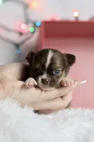 Belle, a female Chihuahua for sale in Fannett, TX – Photo 6 of 10