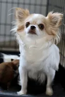 Belle, a female Chihuahua for sale in Fannett, TX – Photo 10 of 10