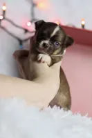 Belle, a female Chihuahua for sale in Fannett, TX – Photo 5 of 10