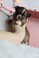 Belle, a female Chihuahua for sale in Fannett, TX – Photo 7 of 10