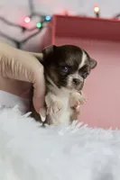 Belle, a female Chihuahua for sale in Fannett, TX – Photo 3 of 10