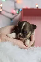 Belle, a female Chihuahua for sale in Fannett, TX – Photo 2 of 10