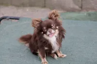 Belle, a female Chihuahua for sale in Fannett, TX – Photo 9 of 10