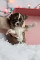 Belle, a female Chihuahua for sale in Fannett, TX – Photo 8 of 10