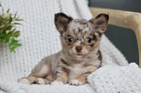 Rowdy, a male Chihuahua for sale in Beaumont, TX – 8 of 10