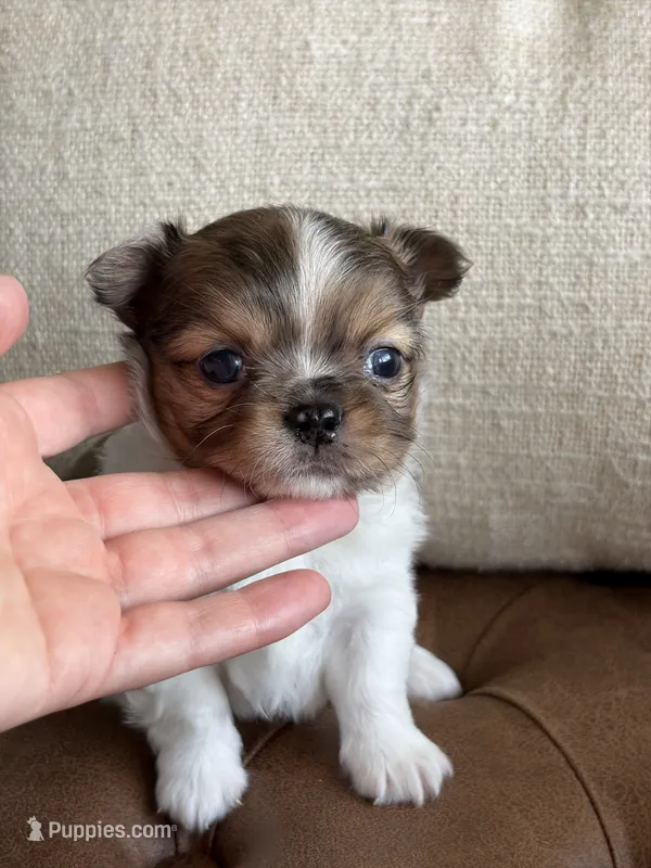 Milo – Chihuahua puppy for sale in Beaumont, TX