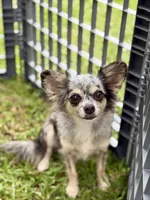 Remi - Spayed, a female Chihuahua for sale in Beaumont, TX – 1 of 3